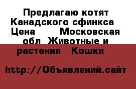 Предлагаю котят Канадского сфинкса › Цена ­ 1 - Московская обл. Животные и растения » Кошки   